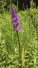 Orchid (Dactylorhiza spec.), Carpathians, Transylvania, Romania, Europe