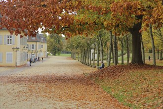 Wilhelmsbad State Park with autumn atmosphere and fallen leaves, park, tree, fallen leaves, leaf