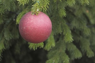 Red Christmas bauble on a fir branch from a Christmas tree, Christmas decoration, bauble, red,