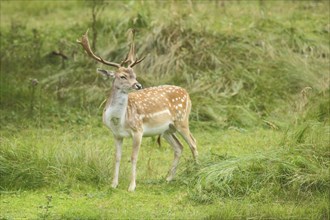 Male fallow deer (Dama dama), antlers, Amsterdam water pipe dunes, Amsterdamse Waterleidingduinen,