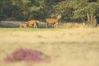 Herd of red deer (Cervus elaphus) and male red deer in rut, rut, antlers, heathland, De Hoge Veluwe