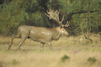 Red deer (Cervus elaphus) smeared with mud, dirt, dirty, fur care, antlers, National Park De Hoge