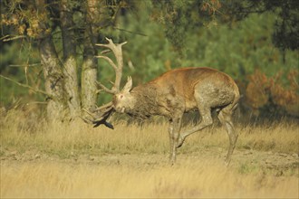 Male red deer (Cervus elaphus) grooming and in the mud Mud, wallowing, dirty, antlers, De Hoge