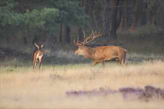 Female and male red deer (Cervus elaphus) during rut, hunting, running after, antlers, heathland,