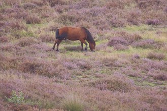 Icelandic horse, Icelandic horse, heath, landscape, heather, landscape, nature, Veluwezoom, Veluwe,