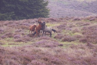 Three scuffling Icelandic horses in heathland, Icelandic pony, fighting horses, fight, landscape,