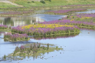 Blooming splendour in the river Eder, river island, flower meadow, landscape, nature, Herzhausen,