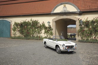 Historic white Fiat convertible in the courtyard with archway, plant growth, roses, rose hedge,