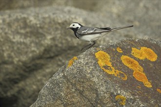 White wagtail (Motacilla alba) on rocks with yellow lichen, stone, Nationaal Park Duinen, Texel,