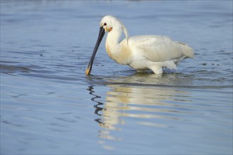 Spoonbill (Platalea leucorodia) foraging in the water, Zandkes, Dijmanshuizen, Texel, North