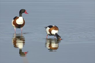 Male and female common shelduck (Tadorna tadorna) standing in water, two, couple, reflection,