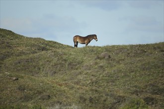 Domestic horse (Equus ferus cabullus) standing in dunes, landscape, Hoornderslag, Den Hoorn,