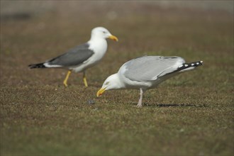 Two european herring gull (Larus argentatus) on the ground looking for food, depth of field,