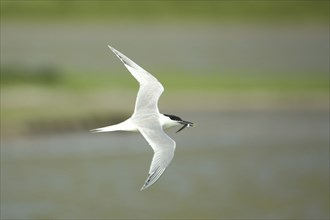 Sandwich tern (Sterna sandvicensis) in flight with food, fish, De Wagejot, Texel, North Holland,