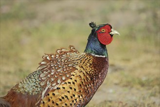 Portrait of male pheasant (Phasianus colchicus), close-up, Nationaal Park Duinen, Texel, North