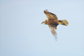 Female western marsh-harrier (Circus aeruginosus) in flight, wing movement, blurred, Texel, North