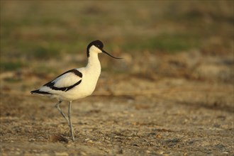 Black-capped avocet (Recurvirostra avosetta), De Staart, Texel, North Holland, Netherlands