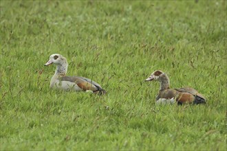 Male and female Egyptian goose (Alopochen aegyptiacus) lying in grass meadow, relaxing, two,