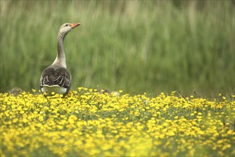 Greylag goose (Anser anser) in yellow flower meadow, Slufterweg, Texel, North Holland, Netherlands