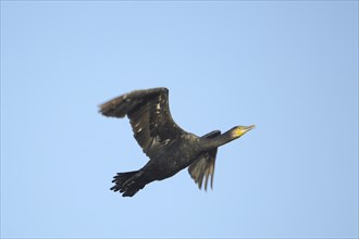 Great cormorant (Phalacrocorax carbo) in flight, wing, blurred, Texel, North Holland, Netherlands