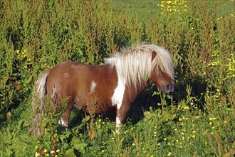 A small brown pony stands amidst tall grass and flowering plants in a field, Scalloway, Mainland,