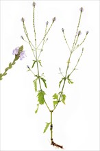 Common vervain (Verbena officinalis) with root on white background, Bavaria, Germany, Europe