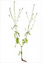 Common vervain (Verbena officinalis) with root on white background, Bavaria, Germany, Europe