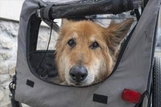 Spanish herding dog, a Pastor Garafiano, looks out of a bicycle trailer, Lower Franconia, Bavaria,