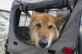 Spanish herding dog, a Pastor Garafiano, looks out of a bicycle trailer, Lower Franconia, Bavaria,