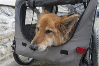 Spanish herding dog, a Pastor Garafiano, looks out of a bicycle trailer, Lower Franconia, Bavaria,