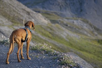 Vizsla male dog in the mountains, Strelapass, Graubünden, Switzerland, Europe