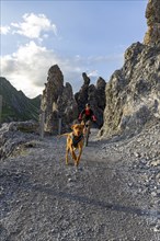 Mountain biker with traildog, man with his Vizsla on a path in the mountains, Davos, Graubünden,