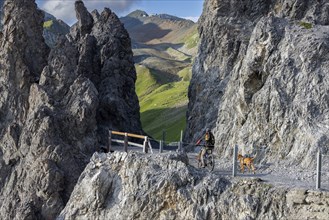 Mountain biker with traildog, man with his Vizsla on a path in the mountains, Davos, Graubünden,