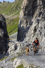 Mountain biker with traildog, man with his Vizsla on a path in the mountains, Davos, Graubünden,