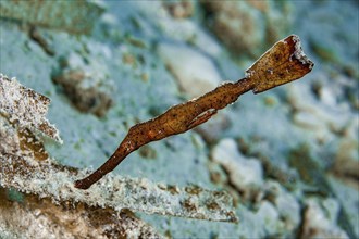 Robust ghostfish (Solenostomus cyanopterus) Seagrass ghostfish, Pacific, Indo-Pacific, Yap Island,