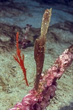 Left red coarse-snouted ghostfish (Solenostomus paegnius) Right Robust ghost pipefish (Solenostomus