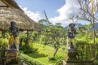 Beautiful tropical landscape. Rice fields, jungle and lots of nature on an island. Rice cultivation