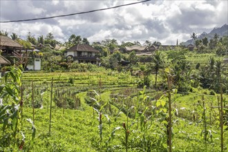 Beautiful tropical landscape. Rice fields, jungle and lots of nature on an island. Rice cultivation