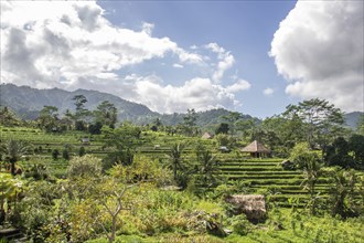 Beautiful tropical landscape. Rice fields, jungle and lots of nature on an island. Rice cultivation