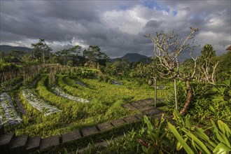 Beautiful tropical landscape. Rice fields, jungle and lots of nature on an island. Rice cultivation