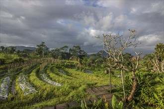 Beautiful tropical landscape. Rice fields, jungle and lots of nature on an island. Rice cultivation