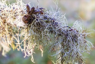 Close up at Usnea lichen growing on a tree branch