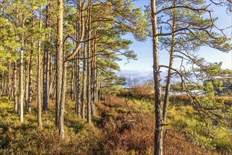 Pine forest by a wetland in morning sunshine at autumn