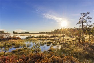 Scenics view at a bog with morning fog and sun rays over the pine forest and beautiful autumn