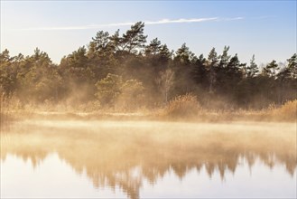 Morning mist in backlight at a lake by a bog with a pine woodland at autumn