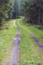 Winding dirt road in a spruce forest with water puddles and tire tracks in the mud at summer