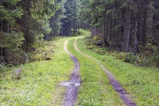 Winding dirt road in a spruce forest with water puddles and tire tracks in the mud at summer