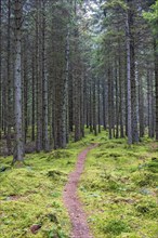 Winding path in a coniferous forest with green moss on the ground