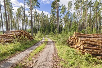 Timber piles by a logging road in a pine forest a sunny summer day