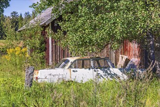 Old rusty car under a tree at a red barn in the country on a sunny summer day